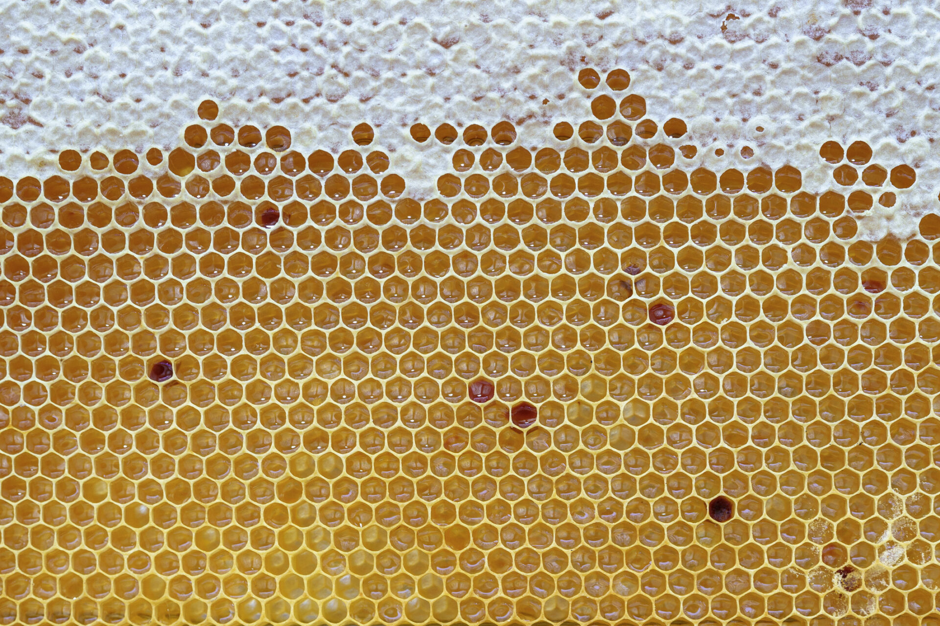 Honeycomb Background