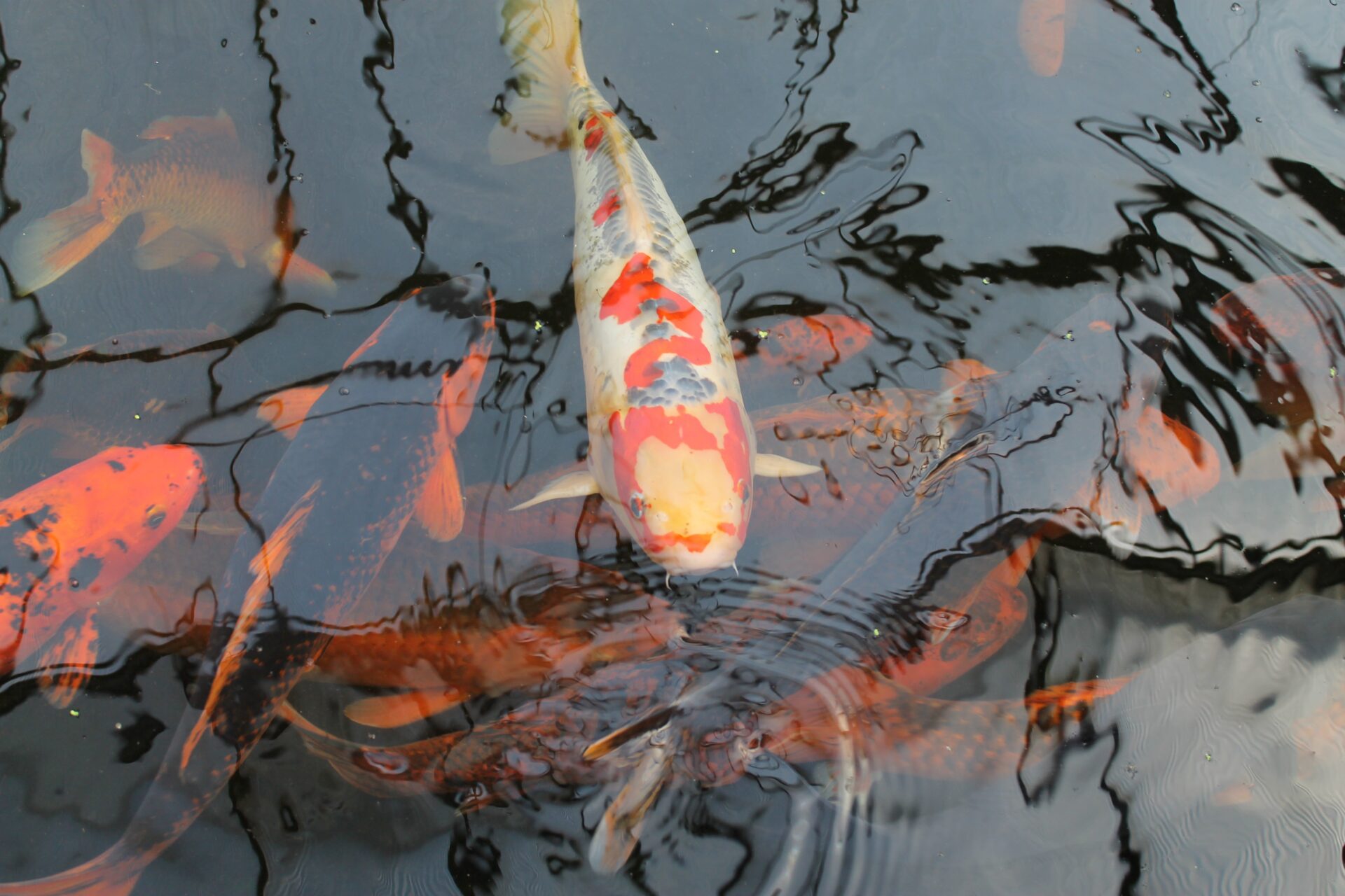 Palo Alto Koi https://pixabay.com/photos/koi-fish-koi-carp-water-japan-4418256/