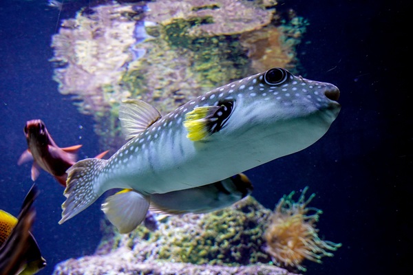 JadePuffer agentic AI ransomware https://www.pexels.com/photo/pufferpish-swimming-in-a-fish-tank-12788237/
