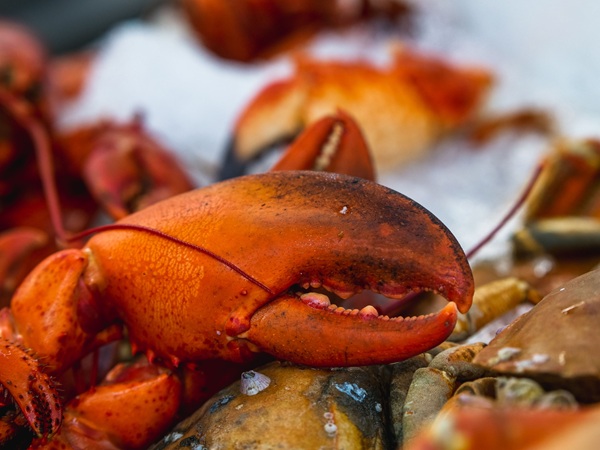 NemoClaw NVIDIA AI agent https://www.pexels.com/photo/close-up-shot-of-lobster-claw-8352775/