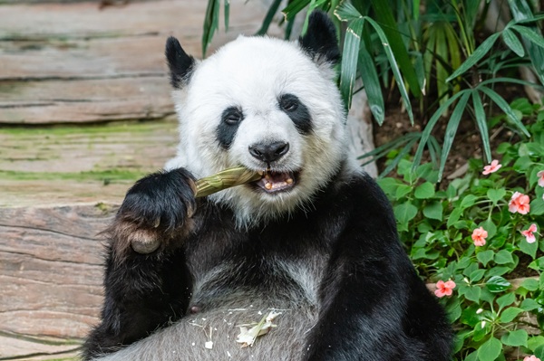 ToxicPanda Android Trojan https://www.pexels.com/photo/eating-panda-bear-14925845/
